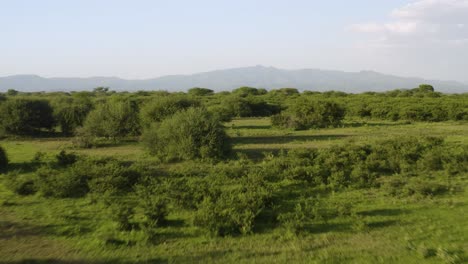 african plains establisher with grass trees and mountains in stunning manyara ranch conservancy