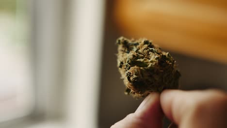 someone smells and examines large cannabis bud in a kitchen