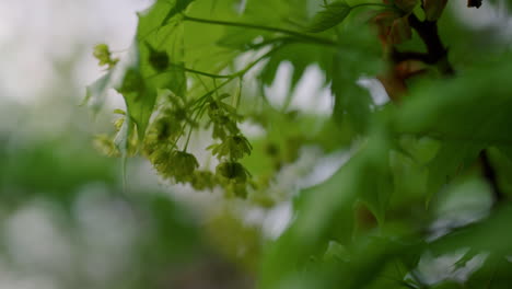 Tree-leafs-closeup-view-in-charming-peaceful-forest.-Tree-greens-on-branch.