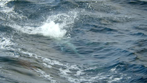 delfín saltando alto fuera del agua mientras otros lo siguen