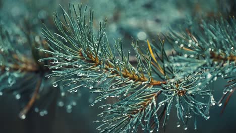 delicate needles on the pine tree branch beaded with raindrops