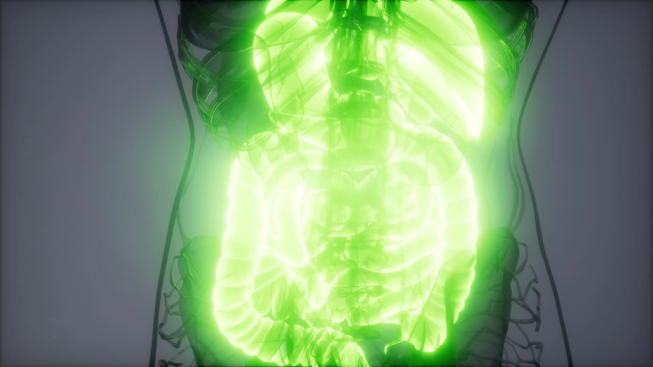 ilustración 3d de las partes y funciones del sistema digestivo humano