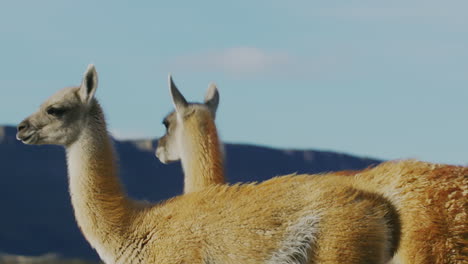 two llamas walk around on a grassland