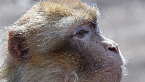 primer plano de un macaco bárbaro mirando pensativo en el bosque de azrou, marruecos