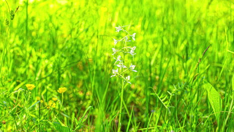 在陽光明<unk>的日子,白花在綠草中生長.