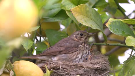 verdadero pájaro de la trucha en el nido alimenta a los bebés y a los polluelos