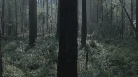 the camera rises from the blueberry bedding surrounded by morning fog in the woods