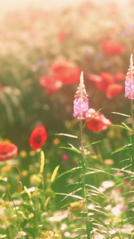 real field and flowers at sunset