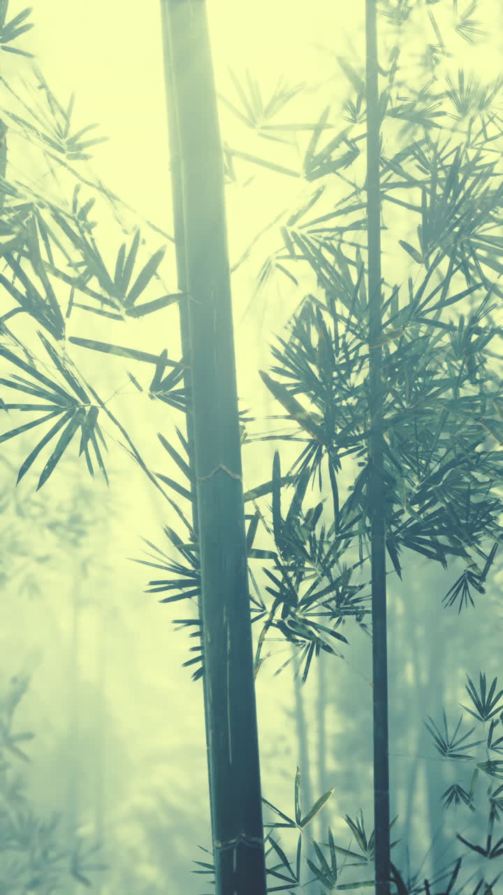 bosque de bambú en la niebla
