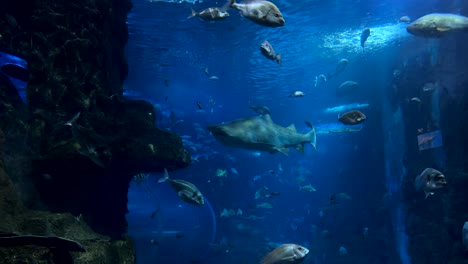 slow motion: wild fish and bull shark swimming in clear water of aquarium - cinematic close up