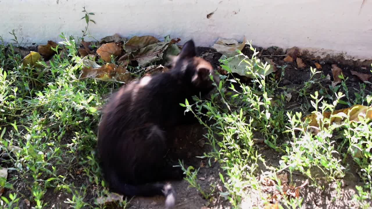 Gattino nero selvatico e soffice gioca da solo in giardino