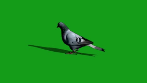 pigeon eating food green screen motion graphics