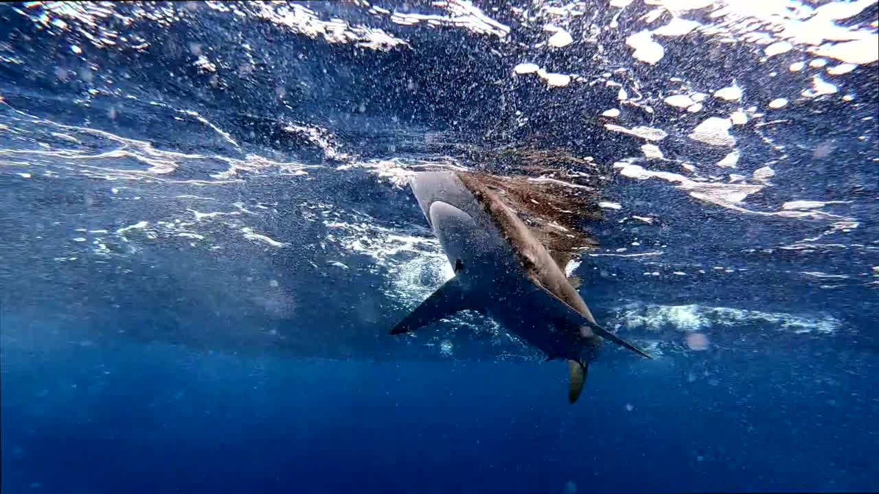 회색 암초 상어의 수중 촬영, 얕은 열대 해수면 아래의 물고기 포식자