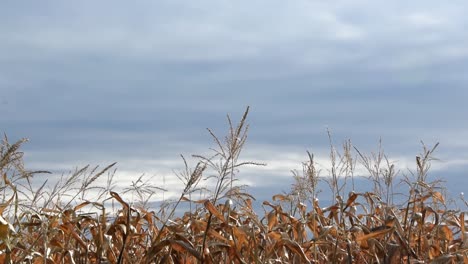 view of cornfield blowing in the wind in autumn time