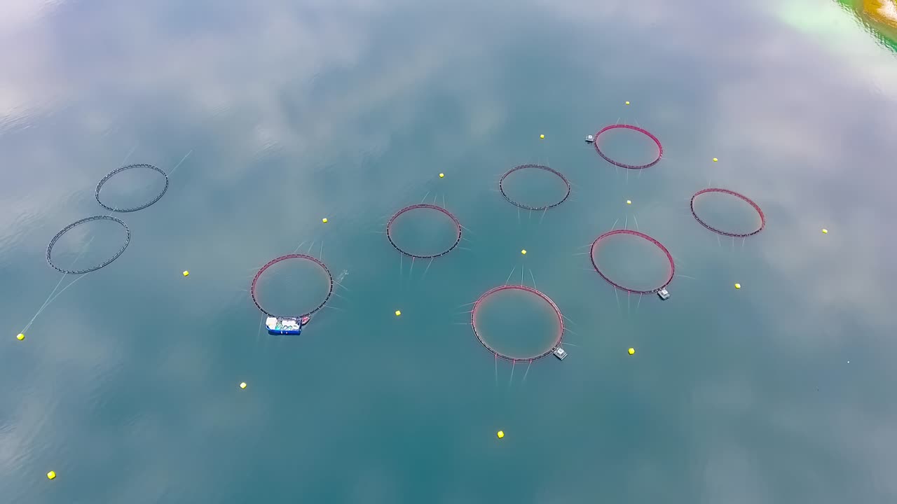 노르웨이에서 연어  ⁇ 시를 하는 공중 촬영