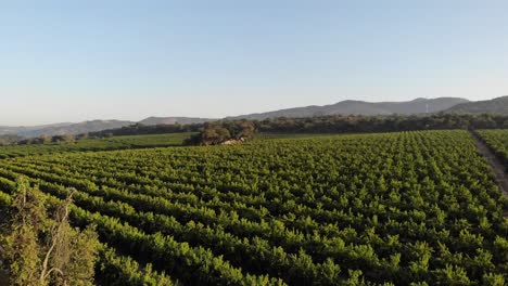 A-drone-shot-of-a-Vineyard-situated-in-Nelspruit