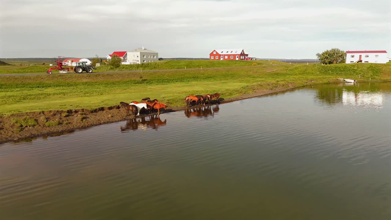 Icelandic Horses by the Lake