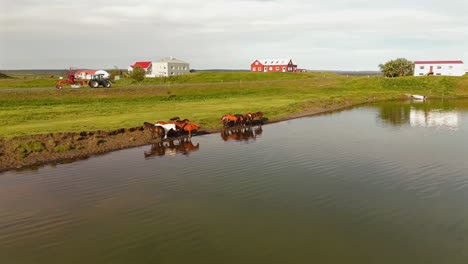 icelandic horses by the lake