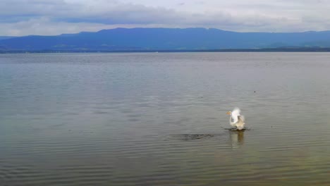 Schwan,-Der-Um-Die-Küstenlagune-Des-Sees-Illawarra-In-Nsw,-Australien-Schwimmt