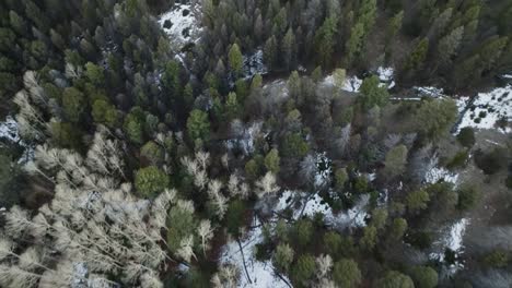 Birds-eye-view-of-alpine-climate-with-pine-trees-and-snow-on-a-mountain