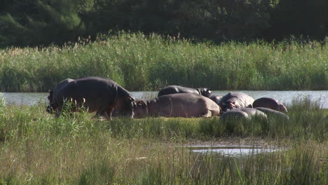 Hippos-of-Southern-Africa-and-National-Parks