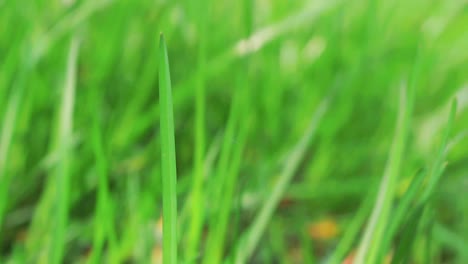 cerca, una sola hoja de hierba en foco con una cuerda de tela de araña unida a ella