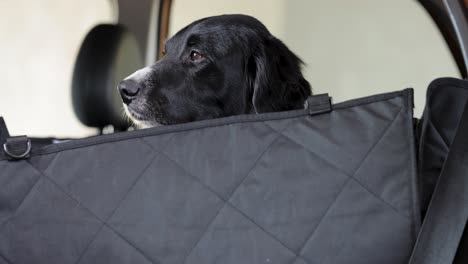 Dogs-sitting-in-a-car-dog-transporter-during-the-summer-in-Europe