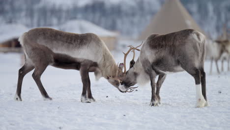 bullenkaribu-spar, um die vorherrschaft zu behaupten, schneebedeckte landschaft