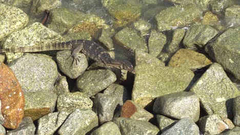 Monitor-crawl-at-the-rock