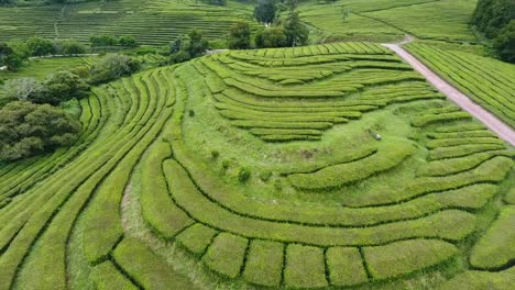 la única plantación de té en europa