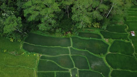 Vista-Aérea-De-Los-Hermosos-Arrozales-En-El-área-De-Benawah-Kangin-Bali-Indonesia-Con-Una-Vista-De-La-Agricultura-Tradicional-Y-Los-árboles-Durante-Un-Emocionante-Viaje