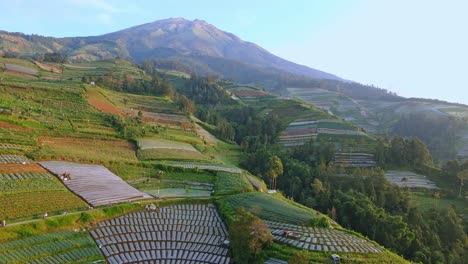 在山坡上的蔬菜种植园的空中景色