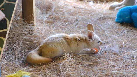 Entzückender-Baby-Fennec-Fuchs,-Der-In-Gefangenschaft-Gehalten-Wird-Und-Frisst,-Rückansicht-Eines-Hübschen-Kleinen-Tieres,-Das-Liegt-Und-Füttert