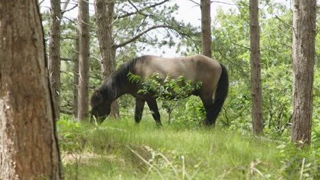 wild horse grazing in forest. static, slomo