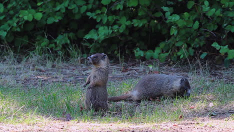 dos marmotas juveniles de vientre amarillo en el prado, una come, otra observa