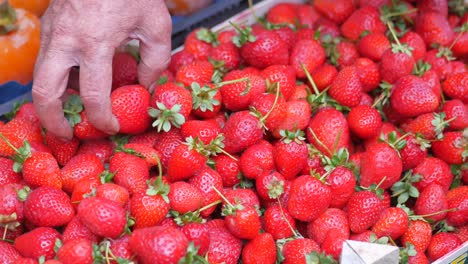 fresh strawberries