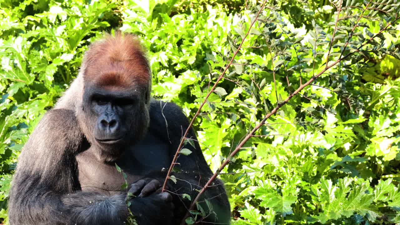Gorilla che si gusta le foglie in un ambiente lussureggiante