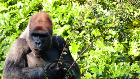 gorilla enjoying leaves in a lush environment