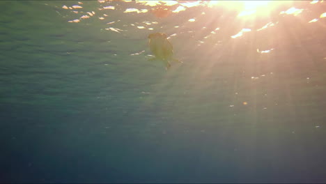 a lonely sea turtle swims to the top breathe the air and dive