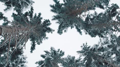 Blick-Nach-Oben-Auf-Hohe-Winterkiefern,-Die-Mit-Schnee-Bedeckt-Sind,-Während-Sie-Die-Kamera-Drehen