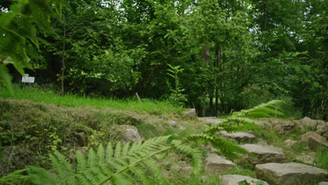 Close-up-shot-of-fern-in-a-botanical-garden