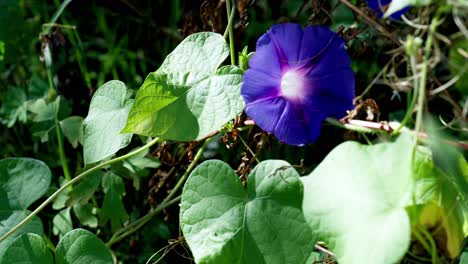 slow rotating shot of a purple ipomoea blooming in the garden