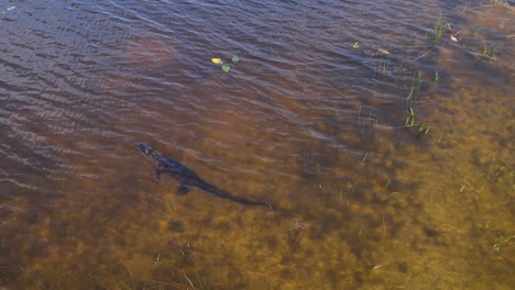 american alligator waiting in stealth for prey rotating aerial view