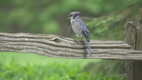 Blauhäher-Vogel,-Der-Seinen-Kopf-In-Zeitlupe-Neigt