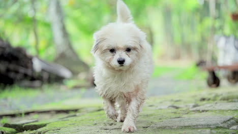 Cámara-Lenta-De-Un-Cachorro-Juguetón-Corre-En-Un-Parque-Verde-Hacia-La-Cámara