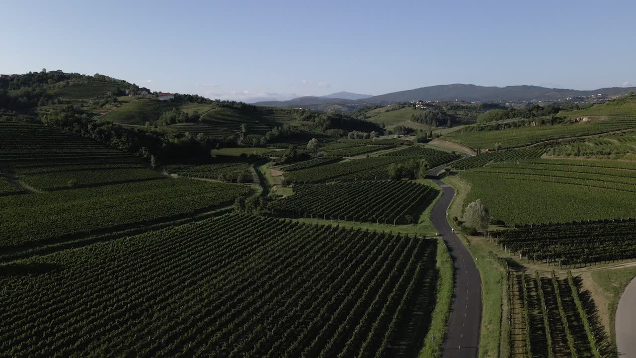 Una splendida vista dei vigneti della Slovenia