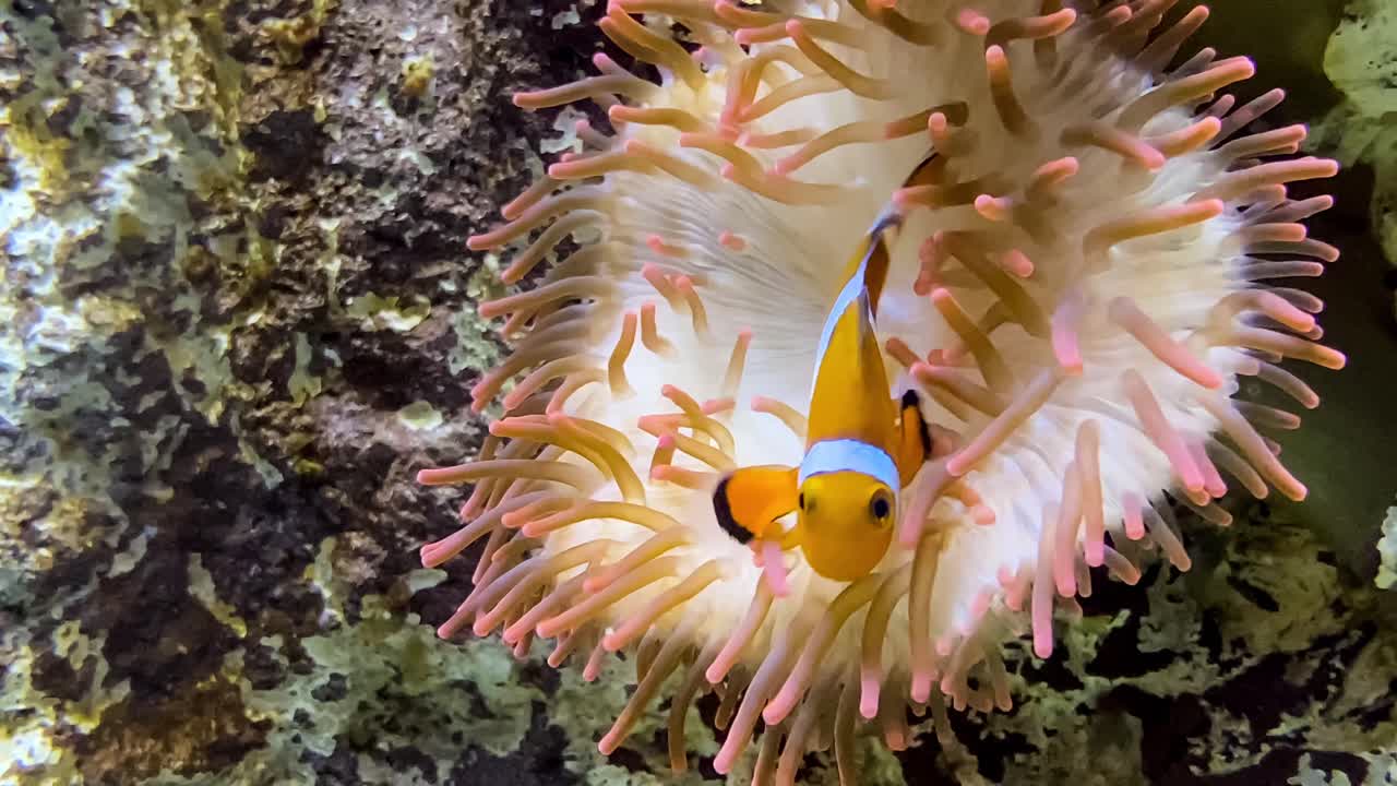 Klovnefisk, der søger tilflugt i en anemone