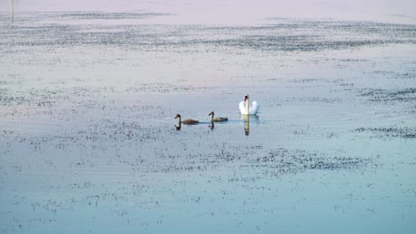 swan with two kids swimming