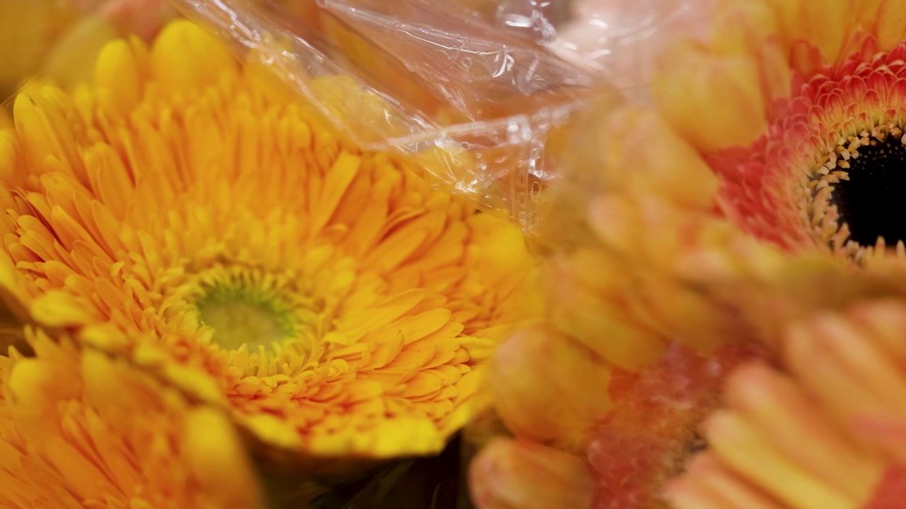 Scatto macro a mano libera di fresche gerbere gialle con il centro arancione, avvolte in plastica da mercato
