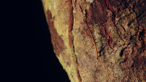 a small brown praying mantis walks up a trunk with claws outstretched ready to grab prey